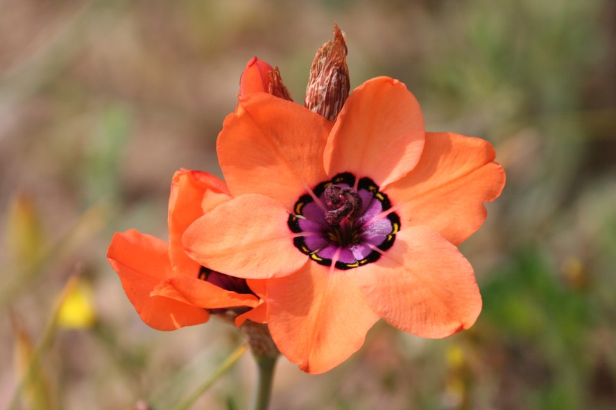 Sparaxis elegans.jpg