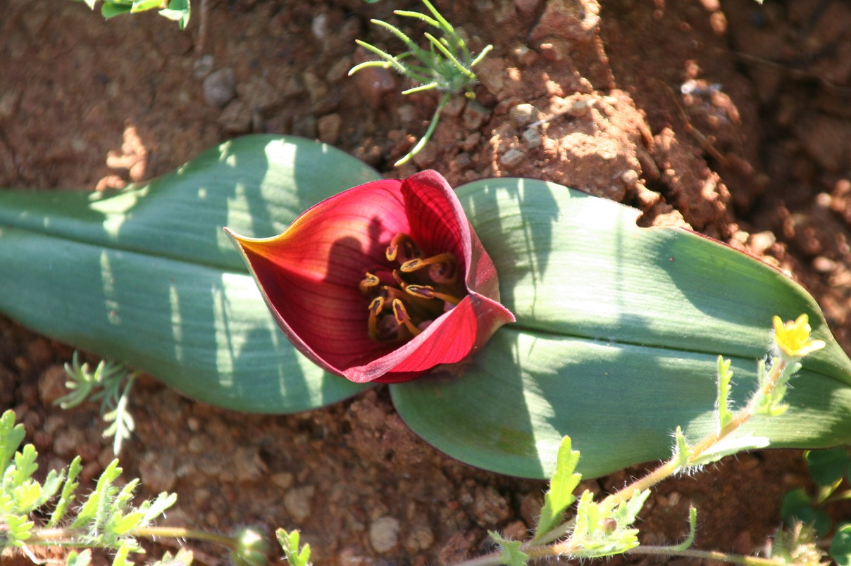 Androcymbium pulchrum