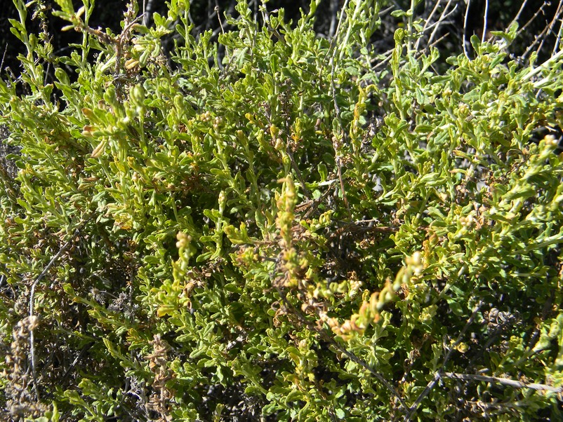 DSCN5197.JPG