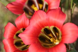 Romulea monodelpha